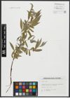 Foto von Salix alba L.